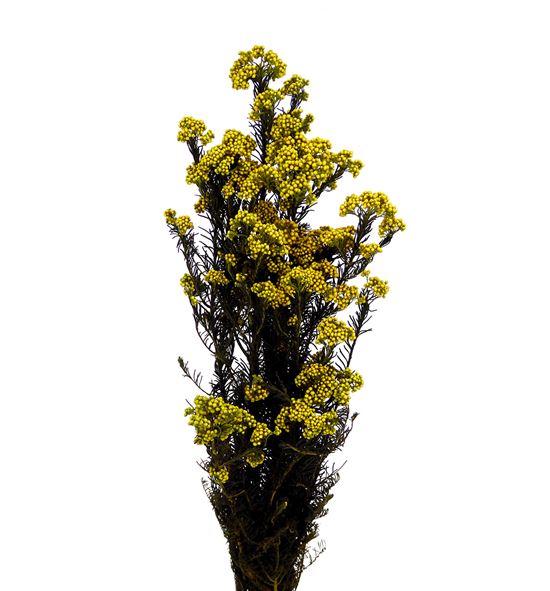 Flor de arroz preservada yellow - FLOARRPREAMA