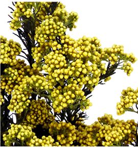 Flor de arroz preservada yellow - FLOARRPREAMA