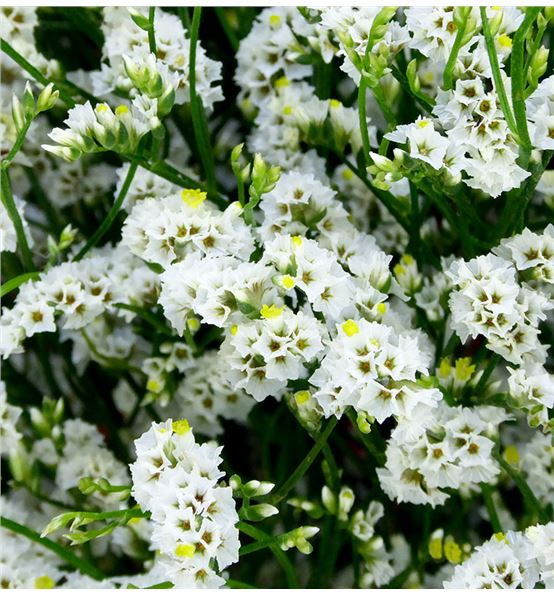 Limonium Blanco Flores Orgánicas Comestibles