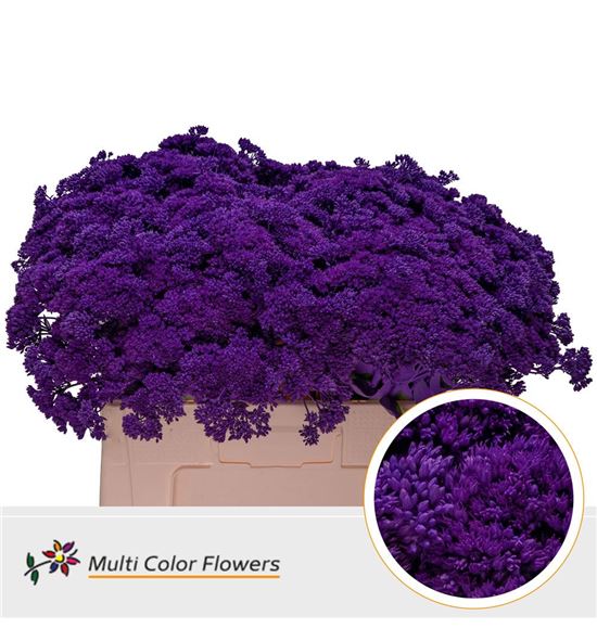 Sedum teñido lila oscuro 55 - SEDTENLILOSC