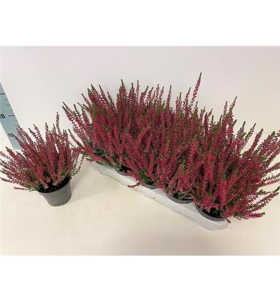 Pl. calluna beauty-ladies sell 30cm x10 - CALBEASE101230