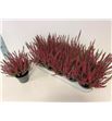 Pl. calluna beauty-ladies sell 30cm x10 - CALBEASE101230