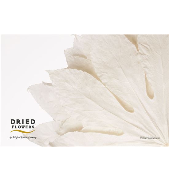Dried aralia preservada blanca - DRIARAPREBLA