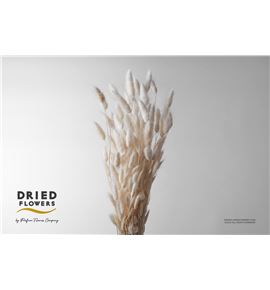 Dried lagurus preservado blanco - DRILAGPREBLA
