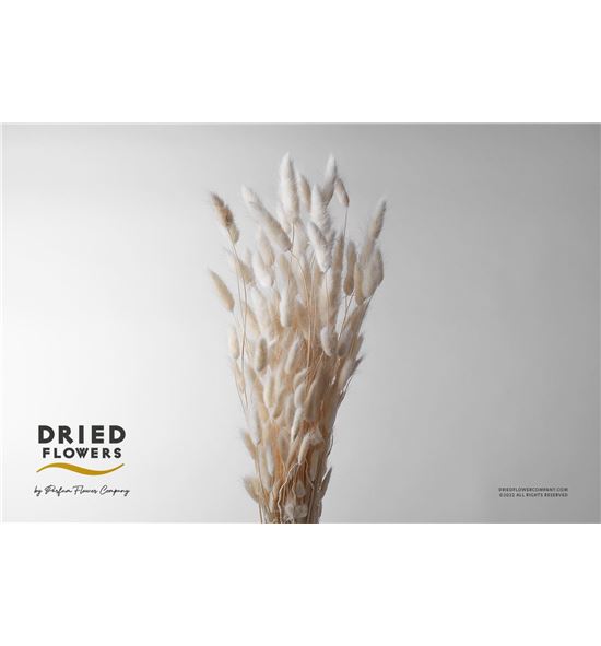 Dried lagurus preservado blanco - DRILAGPREBLA