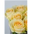 Rosa hol. peach avalanche 60 - RGRMAGAVA1