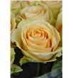 Rosa hol. peach avalanche 60 - RGRMAGAVA2