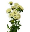 Scabiosa banana scoop 55 - SCABANSCO