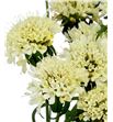 Scabiosa banana scoop 55 - SCABANSCO1