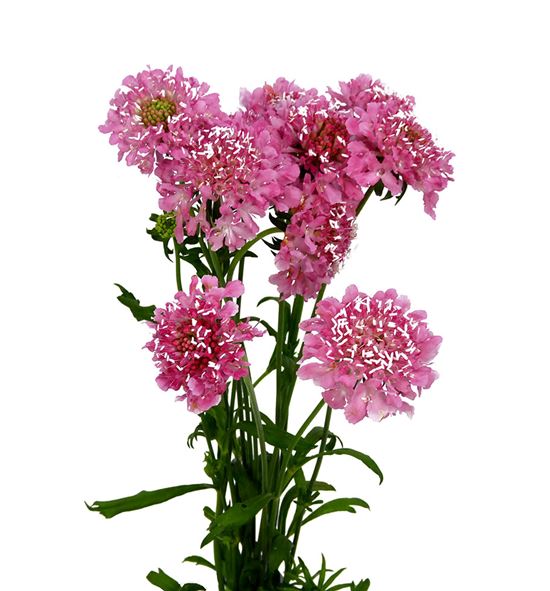 Scabiosa candy scoop 55 - SCACANSCO
