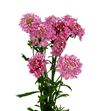 Scabiosa candy scoop 55 - SCACANSCO