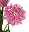Scabiosa candy scoop 55 - SCACANSCO1