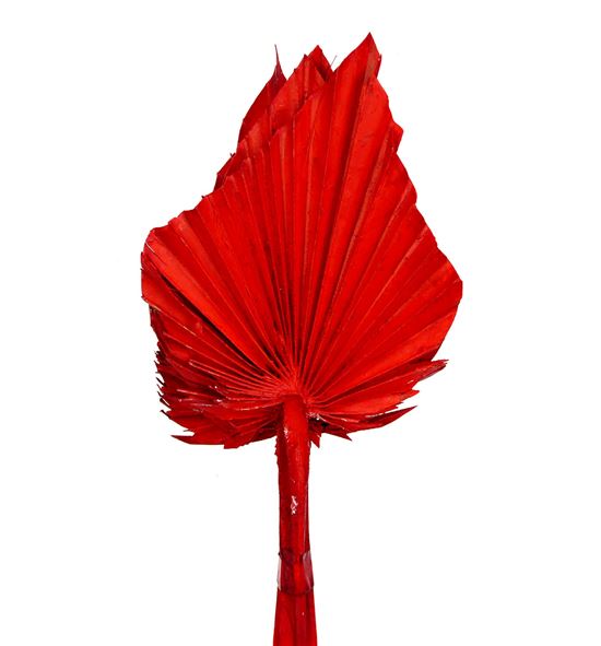 Palmito seco pintado rojo - PALSECPINROJ