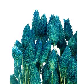 Phalaris azul turquesa - PHAAZUTUR