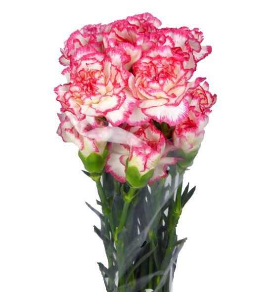 Clavel blanco-rosa