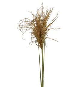 Miscanthus seco feather - MISSECFEA