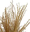 Miscanthus seco feather - MISSECFEA1