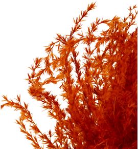 Miscanthus seco orange - MISSECORA