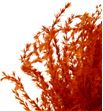Miscanthus seco orange - MISSECORA1