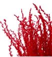 Miscanthus seco red - MISSECRED1
