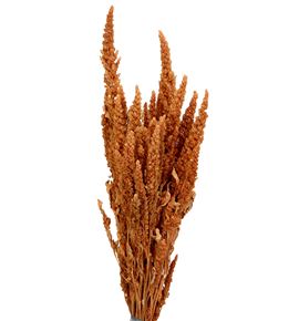Amaranthus seco coral - AMASECCOR