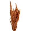 Amaranthus seco coral - AMASECCOR