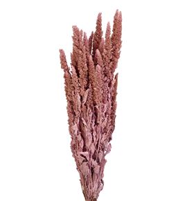 Amaranthus seco rosa claro - AMASECROSCLA