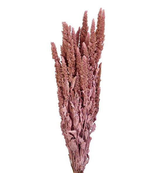 Amaranthus seco rosa claro - AMASECROSCLA