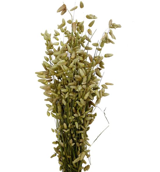 Briza seca maxima natural - BRISECMAXNAT