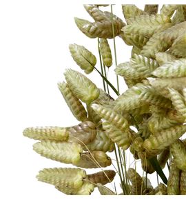 Briza seca maxima natural - BRISECMAXNAT