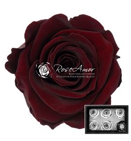 Rosa preservada choco 01 6 unid - ROSPRECHO601