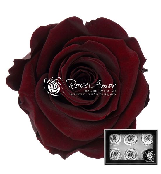 Rosa preservada choco 01 l 6 unid - ROSPRECHO601