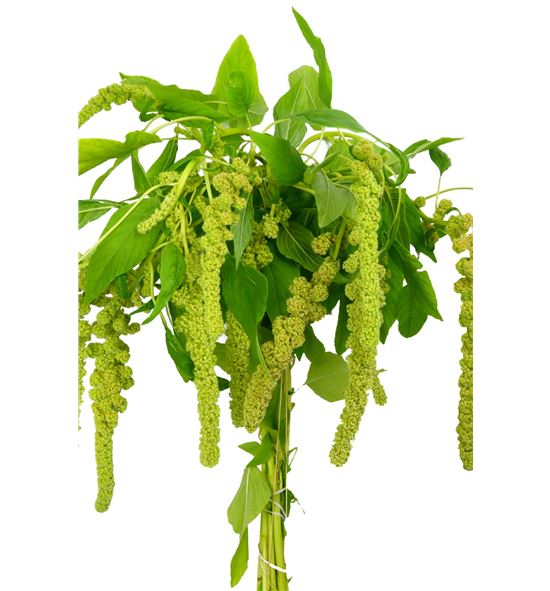 Amaranthus caud cycloop 95 - AMACAUCYC