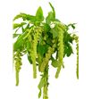 Amaranthus caud cycloop 95 - AMACAUCYC
