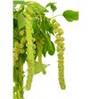 Amaranthus caud cycloop 95 - AMACAUCYC1