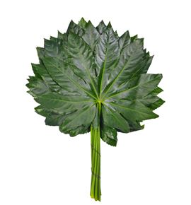 Aralia 50 - ARA