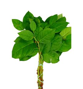 Salal tips - SALTIP