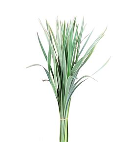 T-grass bic. - TGRABIC