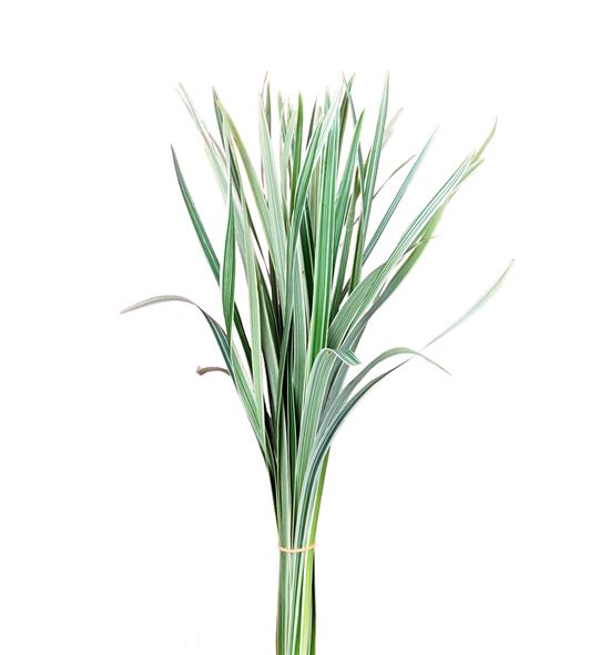 T-grass bic. - TGRABIC