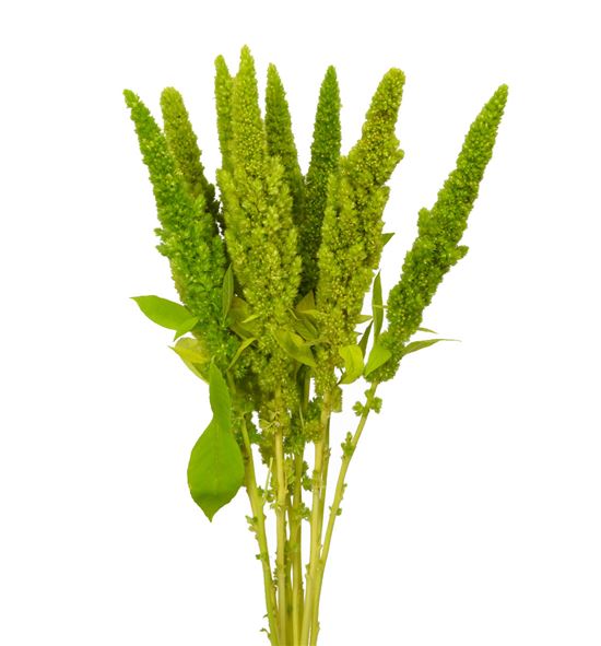 Amaranthus verde recto 55 - AMAVER