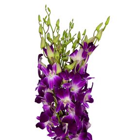 Dendro fucsia - DENFUC