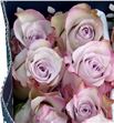 Rosa col deep silver 40 - RCDEESIL1