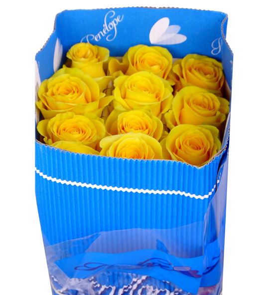 Rosa col momentum 40 - RCBRI