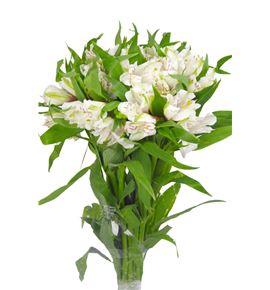 Alstroemeria fancy blanca - ALSEBLA