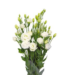 Lisianthus blanco - LISBLA