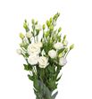 Lisianthus blanco - LISBLA