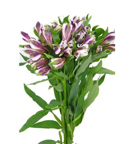 Alstroemeria fancy morada - ALSEMOR