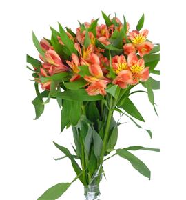 Alstroemeria fancy naranja - ALSENAR