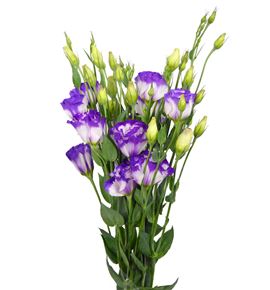 Lisianthus blanco/morado - LISBLAMOR