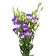 Lisianthus blanco/morado - LISBLAMOR